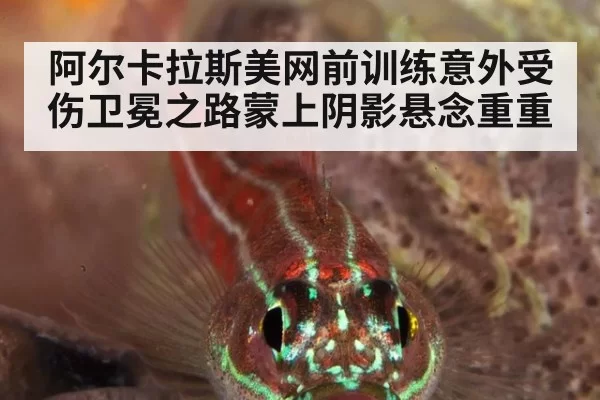 阿尔卡拉斯美网前训练意外受伤卫冕之路蒙上阴影悬念重重